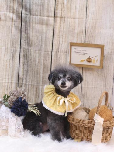 20241012ヒナちゃん